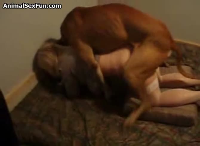 Video :Dog pounding hard the pussy of beastie gal